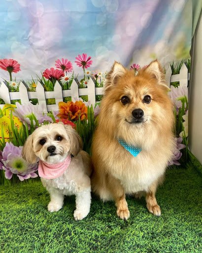 Doggystyle Groomers listing image