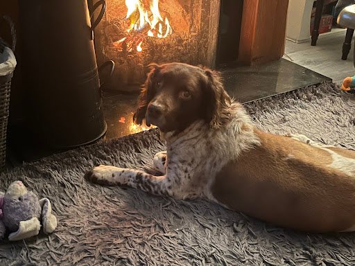 Donegal Pet Crematorium listing image