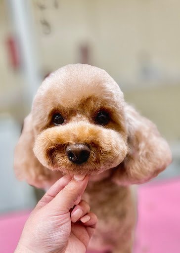 Dowth Avenue Dog Grooming Parlour listing image