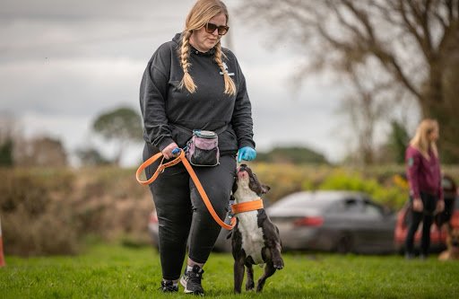 Dundalk Canine listing image