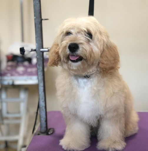 Elite Groomers listing image