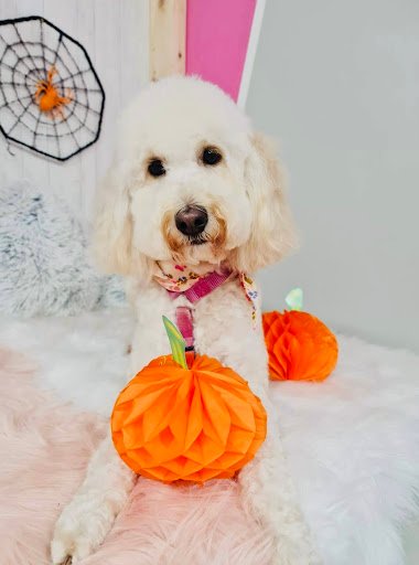Fairy Tales Dog Grooming listing image