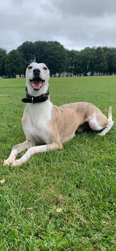 Fido’s 4Eva Kennels listing image