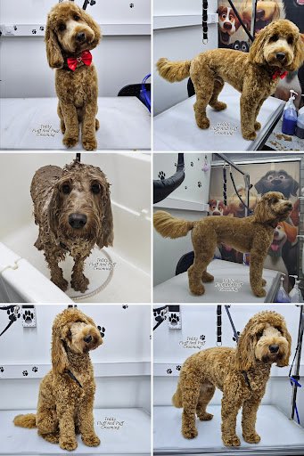 Fluff and Puff Dog Grooming listing image