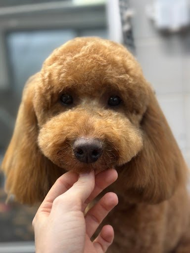 Fluffy Vibes Grooming listing image