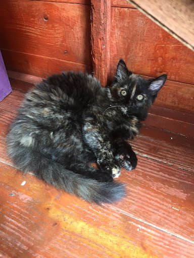 Furbabies Cattery listing image