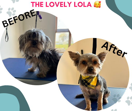 Furry Friends Pet Grooming listing image