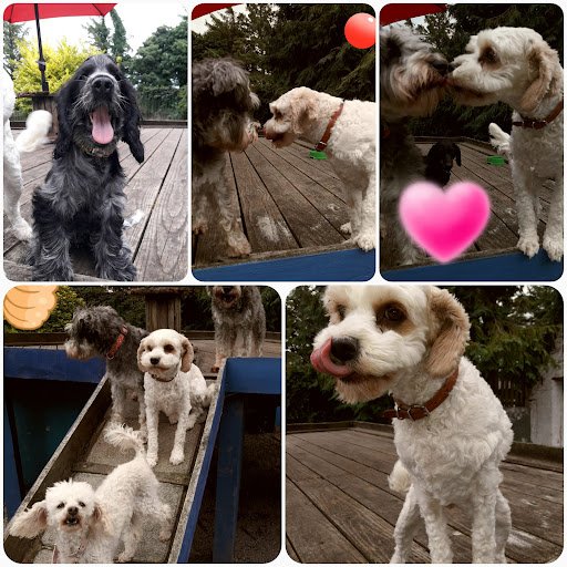 Galway Kennels listing image