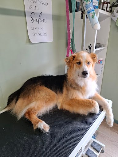 Gimi Grooming Studio listing image