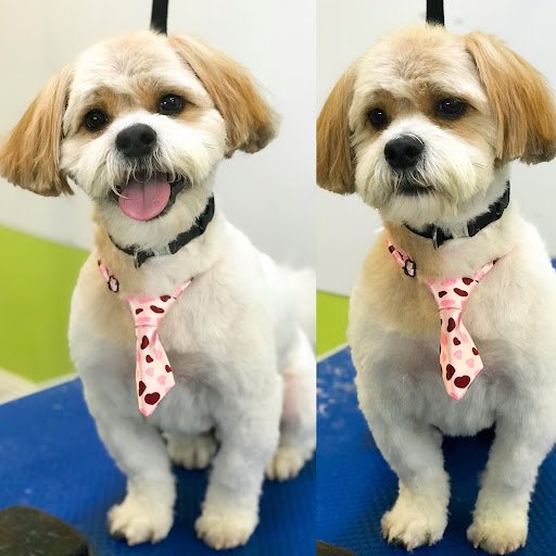 Glamour Dogs listing image