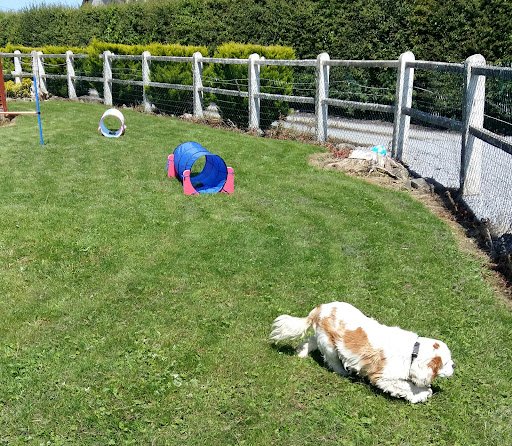 Glen Rua Boarding Kennels & Cattery listing image