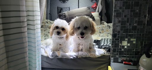 Gold Star Grooming listing image