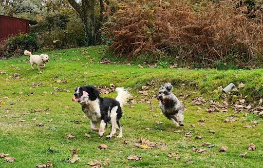 Gorey Pet Services listing image