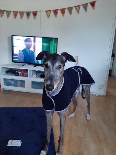 Greyhound & Pet World listing image