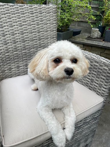 Groomies Dog SPA listing image
