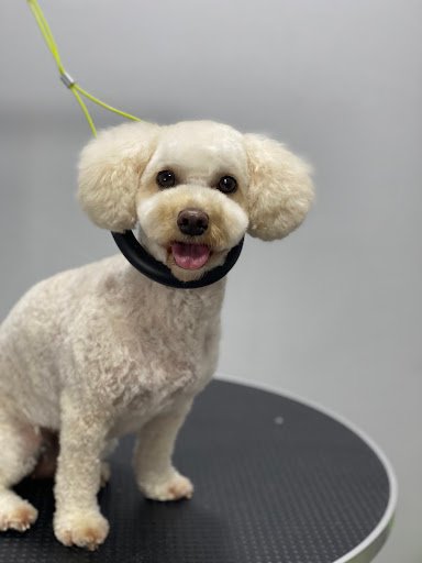 Grooming Salon Crazy Dog! listing image