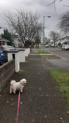 Happy Dog listing image
