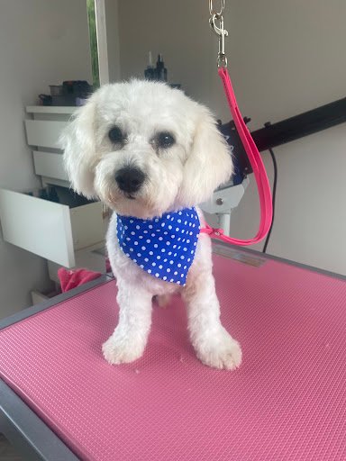 Happy Hounds Dog Grooming listing image
