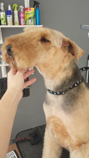 Happy Puppy Dog Grooming Studio listing image