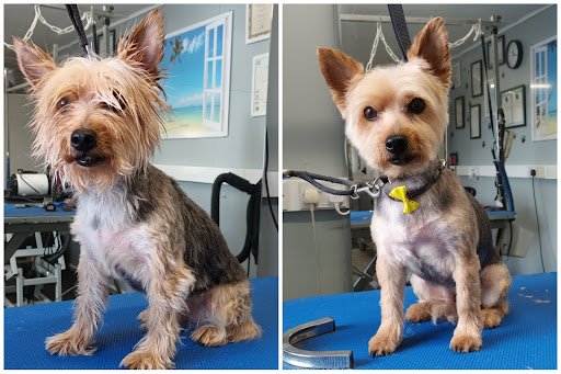 Happy Tails Dog Grooming Studio Lucan listing image