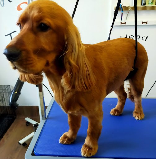 Head 2 Tail Dog Grooming listing image