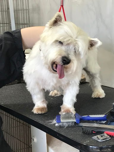 Head’n’tails Dog Grooming listing image