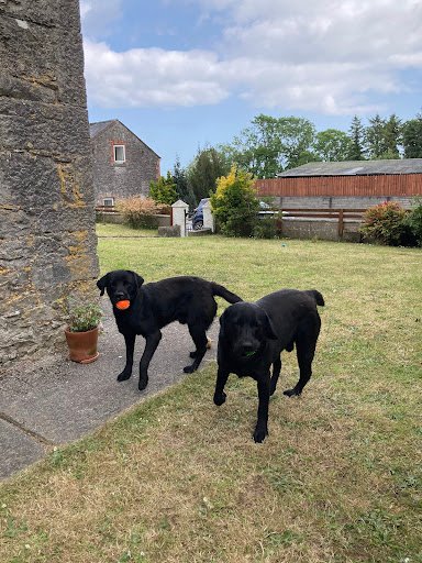 Hedgerow Cattery & Kennels listing image