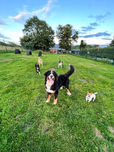 Highpark Happy Hounds listing image