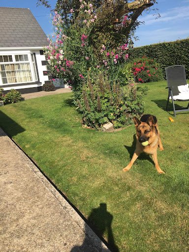 Home Away Boarding Kennels listing image
