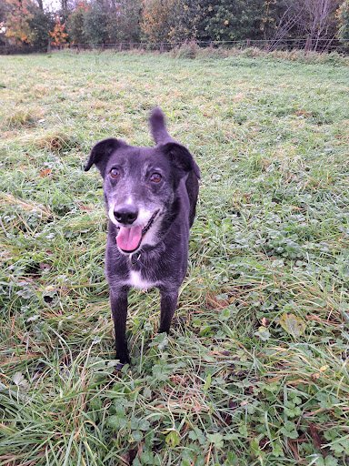 Home Farm Boarding Kennels listing image