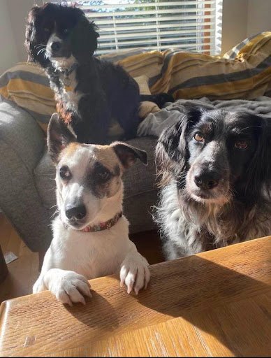 Housedogs Cork listing image