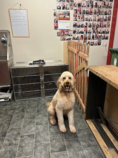 J&k Pet Grooming Studio listing image