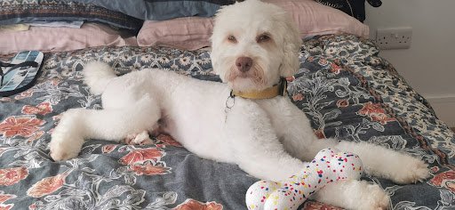 Jenny's Grooming Salon listing image