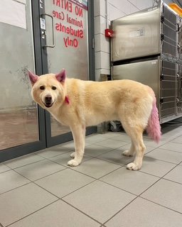 Joys Grooming Salon listing image