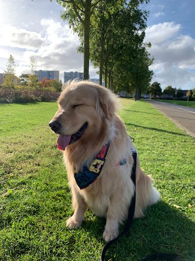 Juli Petsitter listing image