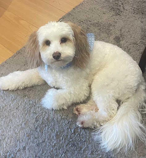 Just Pawfect Dog Grooming listing image