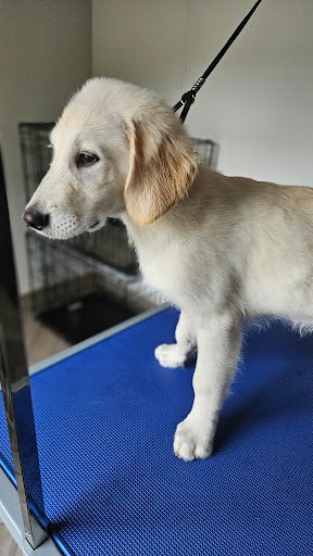 K9 Groom Room listing image
