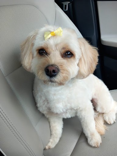 Katie’s Furry Tails listing image
