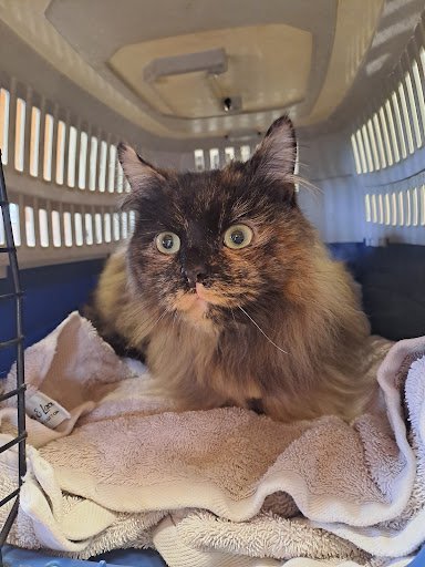 Katzone Cattery - Wicklow listing image