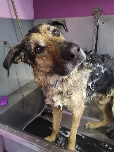 Kenmare Dog Grooming listing image