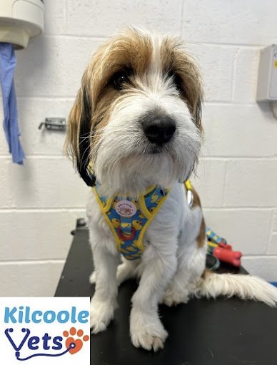 Kilcoole Vets listing image