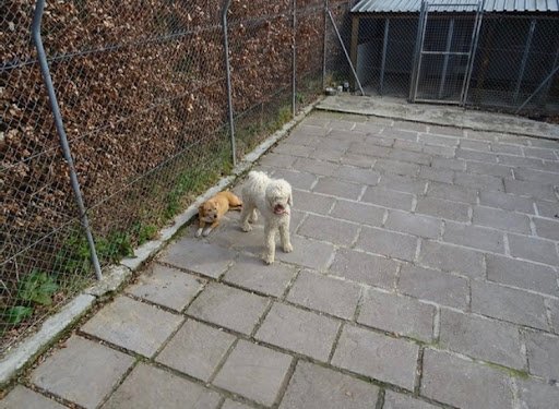 Kilmacsimon Boarding Kennels listing image