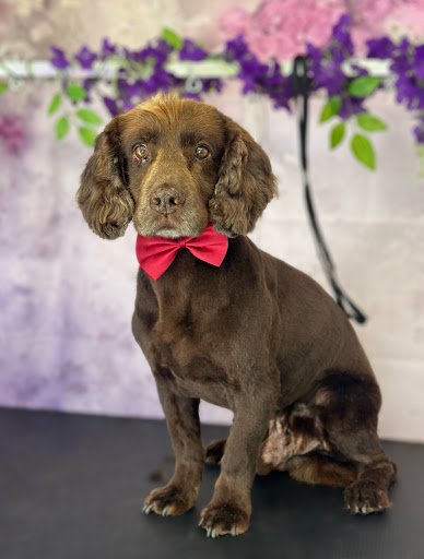 Kmb’s Paw Glow Grooming listing image