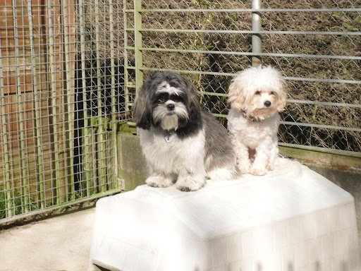 Kosy Kennels listing image
