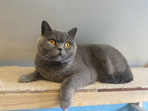 Lakeside Cattery Killaloe County Clare listing image