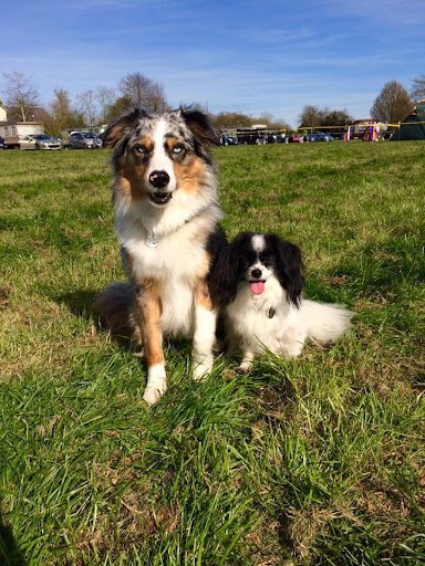 Laura Jennings Dog Training listing image