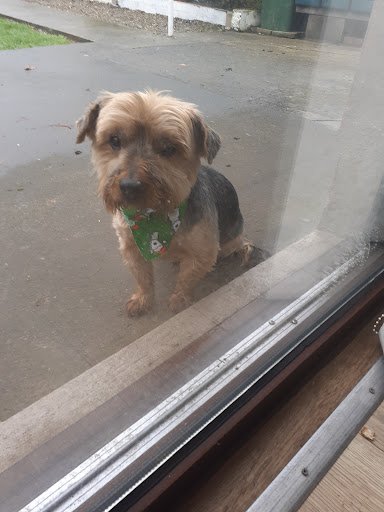 Laurashley Dog Grooming listing image