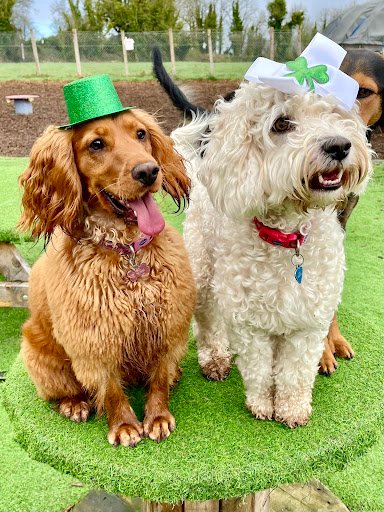 Legends Doggy Day Care listing image