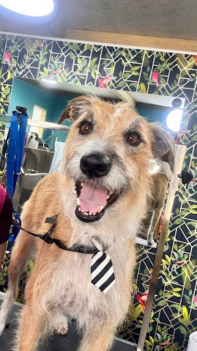 Leixlip Dog Grooming listing image