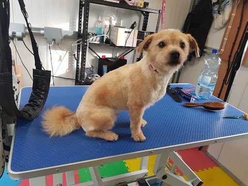 Lisa's Dog Grooming listing image